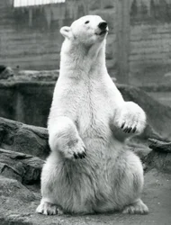 A female Polar Bear sitting on her haunches on the Mappin Terraces at London Zoo in September 1928