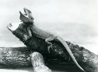 A gaping Bearded Dragon holding on to a log, London Zoo, August 1928