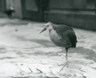 A Grey-Necked Wood Rail or Grey-Cowled Wood Rail (Aramides Cajaneus) Standing on One Leg at London Zoo