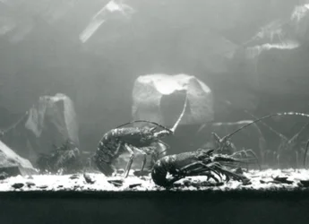 Crayfish at London Zoo, March 1925