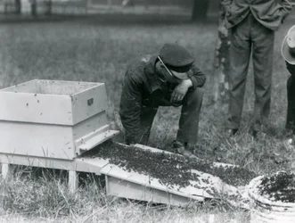 A Group of Keepers, Including Brown, Moving a Swarm of Honey Bees, London Zoo, July 1926