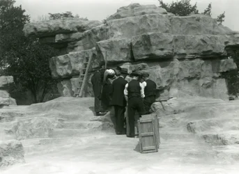 A group of keepers unpacking Sacred Baboons among the rocks of 