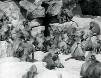 A Group or Troop of Sacred Baboons Sitting on Rocks in Their Enclosure, London Zoo, July 1925