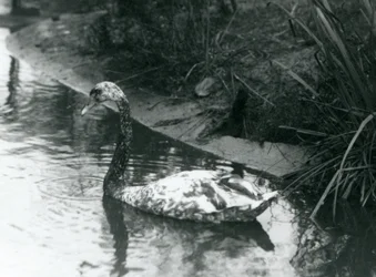 A Hybrid Swan, Mute x Black, Swimming in a Pond at London Zoo