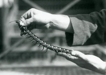 A keeper holding a Giant Centipede in his hands, London Zoo, 1927