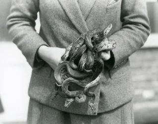 A keeper holding a knot of young Royal or Ball Python at London Zoo in 1931