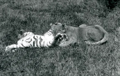 A lion and tiger cub wrestle on the grass, London Zoo, September 1925