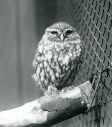 A little owl sitting on a branch next to the wire netting of its enclosure, London Zoo, November 1925