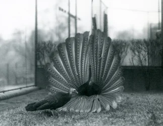 A male Argus Pheasant Great Argus courtship display, with a female standing beside him, London Zoo, January 1926