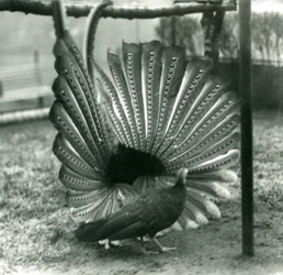 A male Argus Pheasant Great Argus courtship display, with a female standing beside him, London Zoo, January 1926