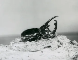 A Male Atlas Beetle Resting on Bark at London Zoo