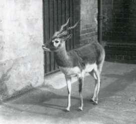 A male Blackbuck standing in its enclosure at London Zoo in June 1925