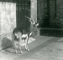 A male Blackbuck standing in its enclosure at London Zoo in June 1925