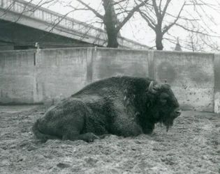 A male European Bison lying on the grass in his paddock, London Zoo