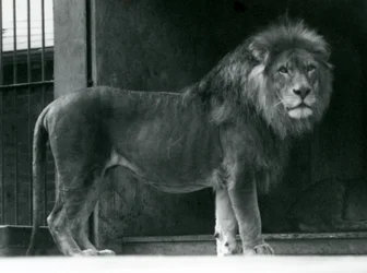 A male Lion at London Zoo, June 1924