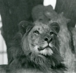 A Male Lion at London Zoo in 1929