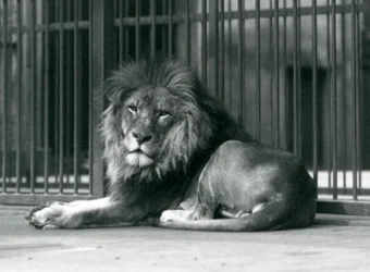 A male Lion lying against the bars of his enclosure, London Zoo, September 1927