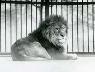 A male Lion resting in his enclosure at London Zoo in March 1925