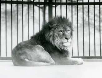 A male Lion resting in his enclosure at London Zoo in March 1925