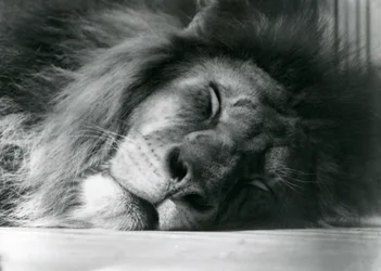 A male Lion sleeping in his enclosure at London Zoo, 1924