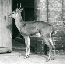 A Male Southern Common Reedbuck or Reitbok Standing by the Door of the Antelope House, London Zoo