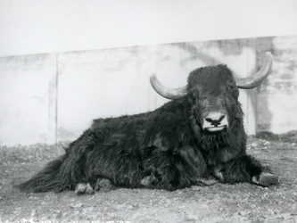 A Male Yak Lying in His Enclosure at London Zoo in 1928