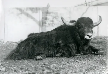 A male Yak lying in his enclosure at London Zoo in August 1928