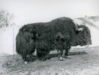 A male yak standing in his paddock at London Zoo in 1928