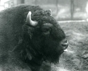 A Male/Bull European Bison, London Zoo, February 1928