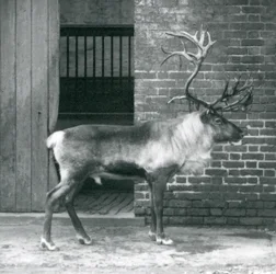 A mature Reindeer Stag standing in his paddock at London Zoo in 1925