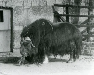 A mature bull Muskox standing, eating in his paddock at London Zoo in 1931