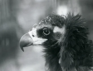 A near threatened Eurasian Black Vulture at London Zoo