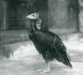 A near threatened Eurasian Black Vulture standing at London Zoo, 1927