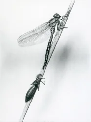 A newly emerged Golden-ringed Dragonfly rests on a reed above its empty larval shell, or exuvia, London Zoo, 1925