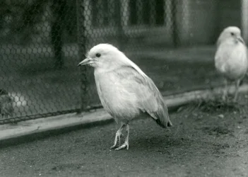 A Pair of Kagus Standing on the Floor of Their Enclosure at London Zoo, 1927