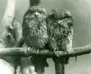 A pair of Tawny Frogmouths sitting on a branch at London Zoo