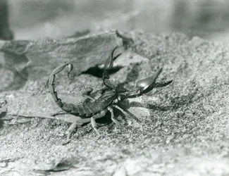 A scorpion at London Zoo in 1929