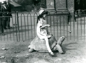 A Small Girl, Betty, Holds Out a Stick with an Apple on the End to Lead the Giant Tortoise She is Riding, London Zoo, 1924