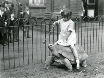 A small girl, Betty, holds out a stick with an apple on the end to lead the Giant Tortoise she is riding, London Zoo, 1924