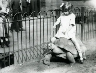 A small girl, Betty, holds out a stick with an apple on the end to lead the Giant Tortoise she is riding, London Zoo, 1924