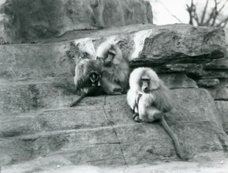 A small group of three adult and one baby Sacred Baboons among the rocks of 