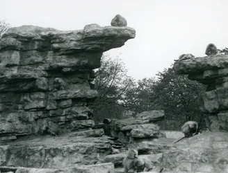 A troop of Sacred Baboons among the rocks on 