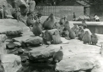 A troop of Sacred Baboons, including one drinking from a pool, among the rocks of 