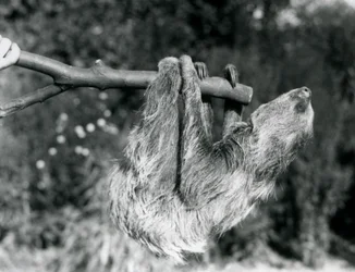 Two-toed Sloth at London Zoo, September 1925