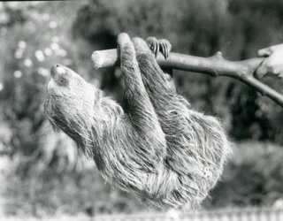 Two-toed Sloth at London Zoo, September 1925