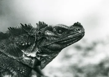 A vulnerable Sailfin Lizard at London Zoo in 1928