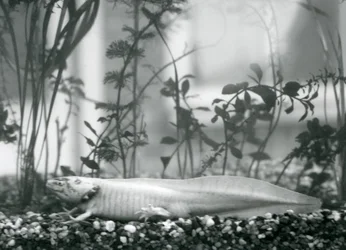 A white Axolotl/Mexican Salamander resting on gravel on the floor of a tank at London Zoo in 1928