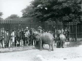 A young African Elephant and Pygmy African Elephant interact with a large group of children, through the railings of their paddock, London Zoo, 1926