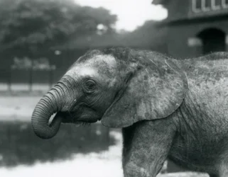 Young African Elephant with the End of Its Trunk in Its Mouth, London Zoo, August 1925