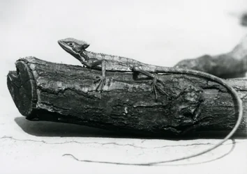 A young Basilisk Lizard resting on a log at London Zoo in August 1928